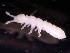  ( - COL_BEN07_2019_1)  @11 [ ] CreativeCommons  Attribution Non-Commercial Share-Alike (2022) Unspecified University of Lodz