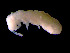  (Deuteraphorura kratochvili - COL_OKN01_2019_16)  @11 [ ] CreativeCommons  Attribution Non-Commercial Share-Alike (2022) Unspecified University of Lodz