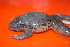  (Craugastor fleischmanni - MSB POE 3203)  @13 [ ] Copyright (2011) Steve Poe, MSB Museum of Southwestern Biology, University of New Mexico