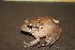  (Craugastor olanchano - MSB POE 3556)  @13 [ ] Copyright (2011) Steve Poe, MSB Museum of Southwestern Biology, University of New Mexico