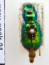  (Megacephala blackburni - PJH_MEG_scru-peak-01)  @14 [ ] Copyright (2012) P. Hudson South Australian Museum