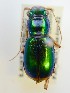 ( - PJH_MEG_lake-torr-02)  @13 [ ] Copyright (2012) P. Hudson South Australian Museum