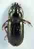  ( - PJH_POG_SPAI-nava-02)  @12 [ ] Copyright (2012) P. Hudson South Australian Museum