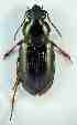  ( - PJH_POG_SPAI-nava-03)  @13 [ ] Copyright (2012) P. Hudson South Australian Museum