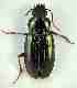  ( - PJH_POG_SPAI-larg-03)  @12 [ ] Copyright (2012) P. Hudson South Australian Museum