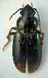  ( - PJH_POG_SPAI-larg-08)  @12 [ ] Copyright (2012) P. Hudson South Australian Museum