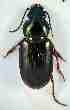  ( - PJH_POG_SPAI-dulc-01)  @12 [ ] Copyright (2012) P. Hudson South Australian Museum