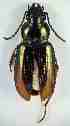  ( - PJH_POG_SPAI-dulc-02)  @14 [ ] Copyright (2012) P. Hudson South Australian Museum