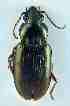  ( - PJH_POG_SPAI-pini-03)  @14 [ ] Copyright (2012) P. Hudson South Australian Museum