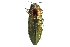  (Melobasis propinqua - DAY13)  @14 [ ] Copyright (2009) Peter J. Lang 2009 Unspecified