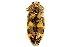  (Castiarina cupreoflava - DAY6)  @14 [ ] Copyright (2009) Peter J. Lang 2009 Unspecified