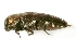  (Diphucrania rubicunda - PL0359)  @14 [ ] Copyright (2009) Peter J. Lang 2009 Unspecified