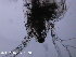  ( - AVC61_Clad02)  @11 [ ] CreativeCommons - Attribution Non-Commercial Share-Alike (2012) A. Velasco The University of Adelaide