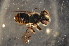  (Megachile diligens buxtoni - BAV005)  @14 [ ] CreativeCommons - Attribution Non-Commercial Share-Alike (2012) Scott Groom Flinders University