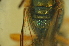  ( - MSAPB_CAU004)  @12 [ ] CreativeCommons - Attribution Non-Commercial Share-Alike (2011) Scott Groom Flinders University