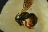  ( - MSAPB_CAV005)  @12 [ ] CreativeCommons - Attribution Non-Commercial Share-Alike (2011) Scott Groom Flinders University
