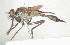  (Neocerdistus acutangulatus - MS_CER_29-000319)  @11 [ ] CreativeCommons - Attribution Non-Commercial Share-Alike (2014) Mark Stevens South Australian Museum