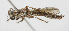  (Cerdistus N27 - MS_CER_N027)  @11 [ ] CreativeCommons - Attribution Non-Commercial Share-Alike (2014) Mark Stevens South Australian Museum