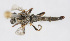  (Cerdistus N47 - MS_CER_N047)  @11 [ ] CreativeCommons - Attribution Non-Commercial Share-Alike (2014) Mark Stevens South Australian Museum