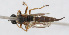  (Cerdistus N93 - MS_CER_N093b)  @11 [ ] CreativeCommons - Attribution Non-Commercial Share-Alike (2014) Mark Stevens South Australian Museum