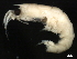  ( - Collinsp16)  @13 [ ] CreativeCommons - Attribution (2011) CBG Photography Group Centre for Biodiversity Genomics