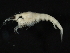  ( - Collinsp30)  @13 [ ] CreativeCommons - Attribution (2011) CBG Photography Group Centre for Biodiversity Genomics