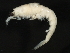  ( - Collinsp31)  @13 [ ] CreativeCommons - Attribution (2011) CBG Photography Group Centre for Biodiversity Genomics