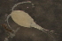  ( - RL1163d)  @12 [ ] Copyright (2010) RL1088d South Australian Museum