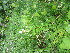  ( - TJD-704)  @11 [ ] CreativeCommons - Attribution Non-Commercial (2014) MTMG McGill University Herbarium