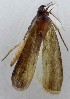  ( - KEN-MRC-00676)  @11 [ ] CreativeCommons - Attribution Share-Alike (2016) HG Wang Smithsonian Institution National Museum of Natural History