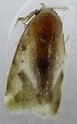 ( - KEN-MRC-00681)  @11 [ ] CreativeCommons - Attribution Share-Alike (2016) HG Wang Smithsonian Institution National Museum of Natural History