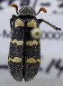  ( - KEN-MRC-00005)  @12 [ ] CreativeCommons - Attribution Share-Alike (2017) HG Wang Smithsonian Institution National Museum of Natural History