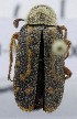  ( - KEN-MRC-00007)  @11 [ ] CreativeCommons - Attribution Share-Alike (2017) HG Wang Smithsonian Institution National Museum of Natural History