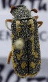  ( - KEN-MRC-00008)  @11 [ ] CreativeCommons - Attribution Share-Alike (2017) HG Wang Smithsonian Institution National Museum of Natural History
