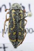  ( - KEN-MRC-00046)  @11 [ ] CreativeCommons - Attribution Share-Alike (2017) HG Wang Smithsonian Institution National Museum of Natural History