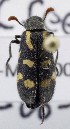  ( - KEN-MRC-00048)  @11 [ ] CreativeCommons - Attribution Share-Alike (2017) HG Wang Smithsonian Institution National Museum of Natural History
