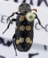  (Hycleus chevrolati - KEN-MRC-00049)  @11 [ ] CreativeCommons - Attribution Share-Alike (2017) HG Wang Smithsonian Institution National Museum of Natural History