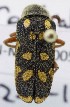  (Hycleus arussinus - KEN-MRC-00051)  @13 [ ] CreativeCommons - Attribution Share-Alike (2017) HG Wang Smithsonian Institution National Museum of Natural History