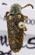  ( - KEN-MRC-00055)  @13 [ ] CreativeCommons - Attribution Share-Alike (2017) HG Wang Smithsonian Institution National Museum of Natural History