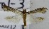  ( - KEN-MRC-00212)  @11 [ ] CreativeCommons - Attribution Share-Alike (2017) HG Wang Smithsonian Institution National Museum of Natural History