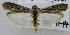  ( - KEN-MRC-00231)  @11 [ ] CreativeCommons - Attribution Share-Alike (2017) HG Wang Smithsonian Institution National Museum of Natural History