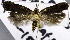  ( - KEN-MRC-00227)  @11 [ ] CreativeCommons - Attribution Share-Alike (2018) Unspecified Smithsonian Institution