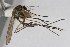  (Aedes canadensis - JE035)  @14 [ ] CreativeCommons - Attribution (2010) Unspecified Centre for Biodiversity Genomics