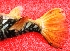  ( - TO09C)  @11 [ ] No Rights Reserved (2011) Dr.R.Rajaram Bharathidasan University,Department of Marine Science, Trichirappalli-620024