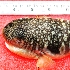 ( - TO09C)  @11 [ ] No Rights Reserved (2011) Dr.R.Rajaram Bharathidasan University,Department of Marine Science, Trichirappalli-620024
