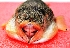  ( - TO09C)  @11 [ ] No Rights Reserved (2011) Dr.R.Rajaram Bharathidasan University,Department of Marine Science, Trichirappalli-620024