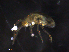  ( - BIOUG30684-B04)  @11 [ ] CreativeCommons - Attribution (2019) CBG Photography Group Centre for Biodiversity Genomics