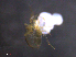  ( - BIOUG30851-G05)  @11 [ ] CreativeCommons - Attribution (2019) CBG Photography Group Centre for Biodiversity Genomics