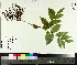  ( - NC2012_77)  @11 [ ] CreativeCommons - Attribution Non-Commercial (2014) MTMG McGill University Herbarium