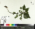  ( - NC2012_406)  @11 [ ] CreativeCommons - Attribution Non-Commercial (2014) MTMG McGill University Herbarium